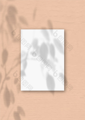 的垂直表白色变形纸的桃子墙背景模型覆盖与的植物阴影自然光数据类型转换阴影从异国情调的植物的垂直表白色变形纸的桃子墙背景模型覆盖与的植物阴影自然光数据类型转换阴影从异国情调的植物
