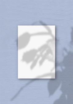 的垂直表白色变形纸的蓝色的墙背景模型覆盖与的植物阴影自然光数据类型转换阴影从zygocactus的垂直表白色变形纸的蓝色的墙背景模型覆盖与的植物阴影自然光数据类型转换阴影从异国情调的植物
