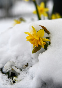 小水仙花的新鲜的雪