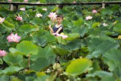 越南男孩玩与的粉红色的莲花在的传统的木船的大湖塔普项盾塔普省越南文化和生活概念