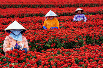 集团越南农民工作与<strong>红色</strong>的花花园简单盾塔普省越南传统的和<strong>文化</strong>概念