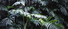 喜林芋的花园热带叶子背景