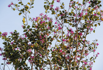 chongkho花的花园