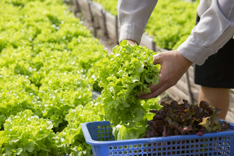 的花园收获清洁有机沙拉蔬菜<strong>首页</strong>花园为自然烹饪<strong>食物</strong>为健康哪生活风格