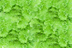 关闭新鲜的绿色生菜沙拉叶子沙拉纹理背景