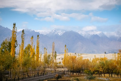 色彩斑斓的树叶黄色的叶子树秋天季节对卡帕纳冷沙漠和雪封顶喀拉昆仑山脉山范围的背景鸬鹚吉尔吉特巴尔蒂斯坦巴基斯坦