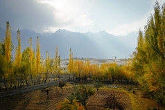 自然景观视图早....阳光基斯色彩斑斓的杨树树对卡帕纳冷沙漠和喀拉昆仑山脉山范围秋天季节鸬鹚吉尔吉特巴尔蒂斯坦巴基斯坦