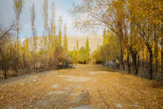 黄色的和绿色叶子树秋天季节对清晰的蓝色的天空色彩斑斓的树叶鸬鹚吉尔吉特巴尔蒂斯坦巴基斯坦