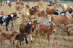 集团牛群喂养草干场热带自然景观泰国