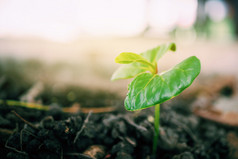 植物growth-plant绿色日益增长的出从土壤