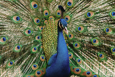 肖像孔雀与美丽的色彩斑斓的羽毛