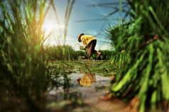 农民工作大米字段准备幼苗为种植的多雨的季节泰国