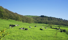 风景优美的全景视图滚动农村绿色农场字段与黑色的和白色牛家庭站草农村