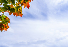 秋天枫木叶子与的蓝色的天空和白色可以背景分支机构树与绿色黄色的橙色和红色的秋天树叶前面可以天空明亮的颜色叶子秋天季节与复制空间