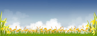 夏天自然与天空蓝色的毛茸茸的云向日葵水仙花和绿色草字段<strong>春天背景</strong>与早....天空和黄色的絮絮tamplate横幅为复活节<strong>春天背景</strong>