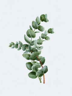 水彩画集手画桉树轮形状分支机构插图自然绿色叶子元素孤立的白色背景设计为纺织卡和背景