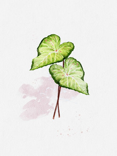 水彩画手油漆贝母二色的纸插图孤立的自然绿色叶与随机粉红色的和红色的点白色背景