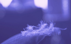 软焦点自然鸡羽毛与模糊的背景非常仙女颜色的一年美丽的浅深度场毛茸茸的羽毛翼母鸡紫罗兰色的柔和的颜色为假期背景