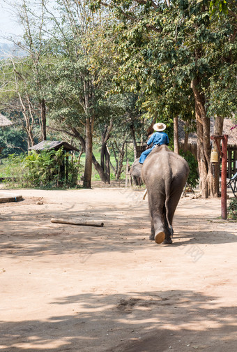大<strong>大象</strong>与的年轻的mahout会的培训类的<strong>大象保护</strong>中心lampang泰国