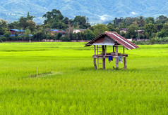 老木小屋帕迪场的农村泰国