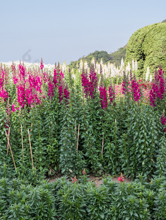 粉红色的snapdragon花的<strong>花圃</strong>的植物花园