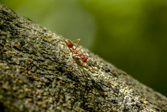 蚂蚁树自然