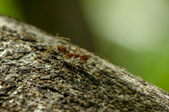 蚂蚁树自然