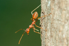 红色的蚂蚁的树身体胡子和腿是橙色