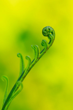 蕨类植物叶子滚自然