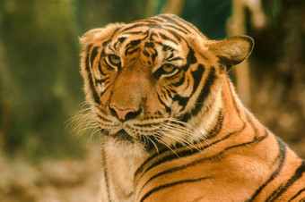 sibirian老虎<strong>黑龙江</strong>老虎是盯着与令人敬畏加沙sibirian老虎<strong>黑龙江</strong>老虎是盯着与令人敬畏加沙西伯利亚老虎它的身体黄色的淡黄色的橙色与黑色的行横向条纹