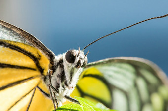 的橙色金cepora尤迪思马来亚弗鲁斯托弗一对翅膀的腿翅膀橙色黄色的的身体黑色的与厚白色皮毛