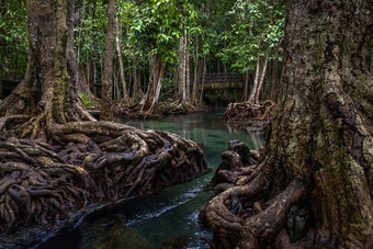 塔砰的一声红树林森林塔砰的一声Khlong首歌南翡翠池看不见的池红树林森林甲米甲米泰国