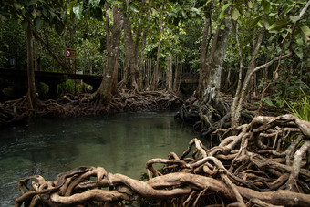 塔砰的<strong>一声</strong>红树林森林塔砰的<strong>一声</strong>Khlong首歌南翡翠池看不见的池红树林森林甲米甲米泰国