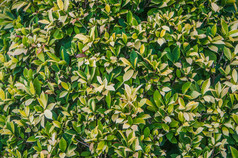 自然绿色叶子墙纹理背景