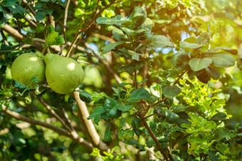 关闭绿色<strong>葡萄柚</strong>成长的<strong>葡萄柚</strong>树花园背景收获柑橘类水果泰国