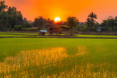 老木小屋绿色场玉米田亚洲国家农业收获与日落天空背景泰国