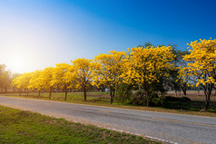 黄色的金塔贝布亚金黄色葡萄球菌树路边与公园景观蓝色的天空背景公共的地方phitsanulok泰国