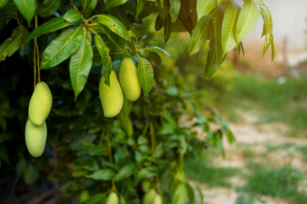关闭新鲜的绿色芒果挂的芒果树花园农场与阳光<strong>背景</strong>收获水果泰国