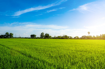 风景优美的视图景观大米场绿色草与场玉米田亚洲国家农业收获与毛茸茸的云蓝色的天空日光背景