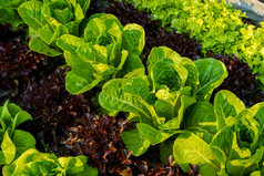 美丽的有机球生菜迷你因为绿色和红色的橡木生菜沙拉蔬菜花园的土壤日益增长的收获农业农业