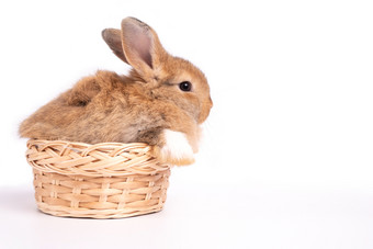 毛茸茸的和毛茸茸的可爱的红色的棕色（的）兔子勃起的耳朵是坐着篮子孤立的白色背景概念啮齿动物宠物和复活节