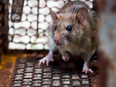 的老鼠是笼子里捕捉老鼠的老鼠有危机蔓延的疾病人类这样的钩端螺旋体病瘟疫房屋和住宅应该不有老鼠宠物控制动物会传染的疾病防止