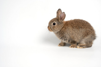 毛茸茸的和毛茸茸的可爱的红色的棕色（的）兔子勃起的耳朵是坐着看的相机孤立的白色背景概念啮齿动物宠物和复活节
