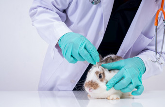 兽医使用<strong>棉花</strong>拭子检查的毛茸茸的兔子眼睛和检查为的真菌概念动物医疗保健与专业动物医院