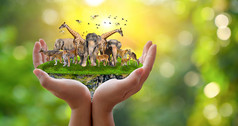 概念自然储备节约野生动物储备老虎鹿全球气候变暖食物面包生态人类手保护的野生和野生动物老虎鹿树的手绿色背景太阳光