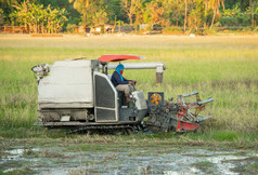 那空Phanom泰国11月收割机机工作收获大米的场