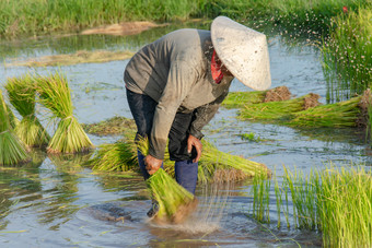 亚洲农民是撤销<strong>幼苗</strong>大米种植的大米季节准备为种植