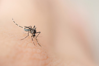 关闭蚊子吸血从人类皮肤