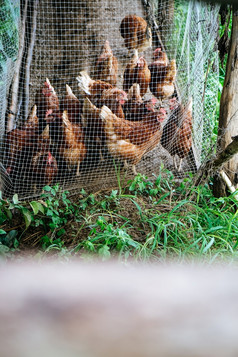 农场动物鸡传统的免费的范围家禽农场pua区南省泰国