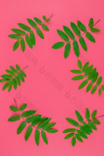 有创意的平躺前视图模式与新鲜的绿色罗文树叶子明亮的粉红色的背景与复制空间最小的<strong>双</strong>色版流行艺术风格框架<strong>模板</strong>为文本